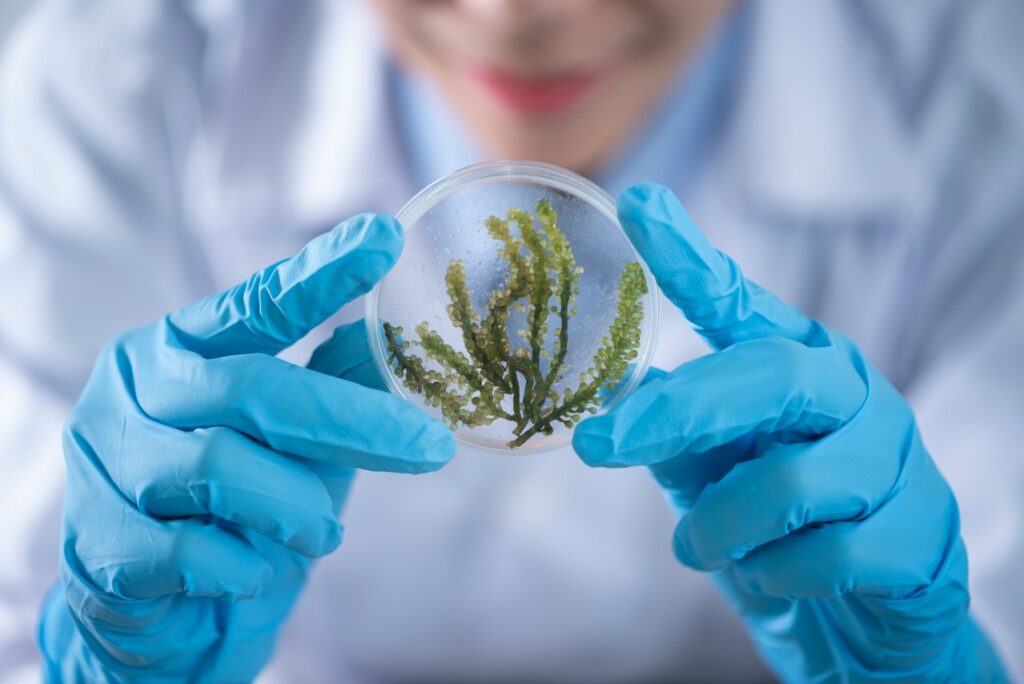 Alge im Glas Biologie Forschung Lohnt sich ein Biologie-Studium