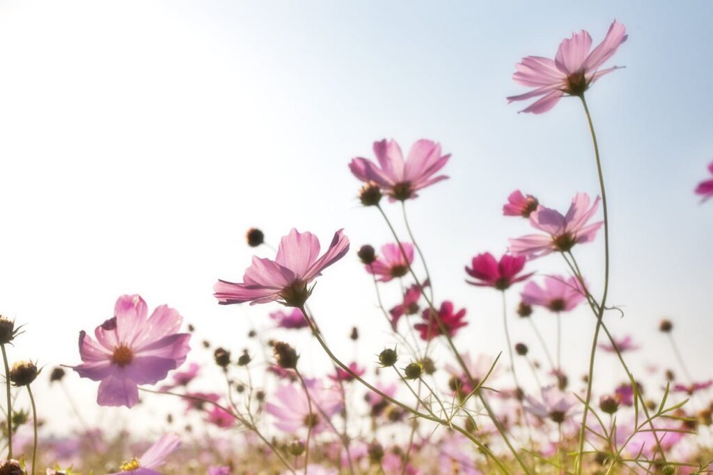 Korea Blumen Inspiration Koreanische Lebensweisheiten, Sprüche und Zitate