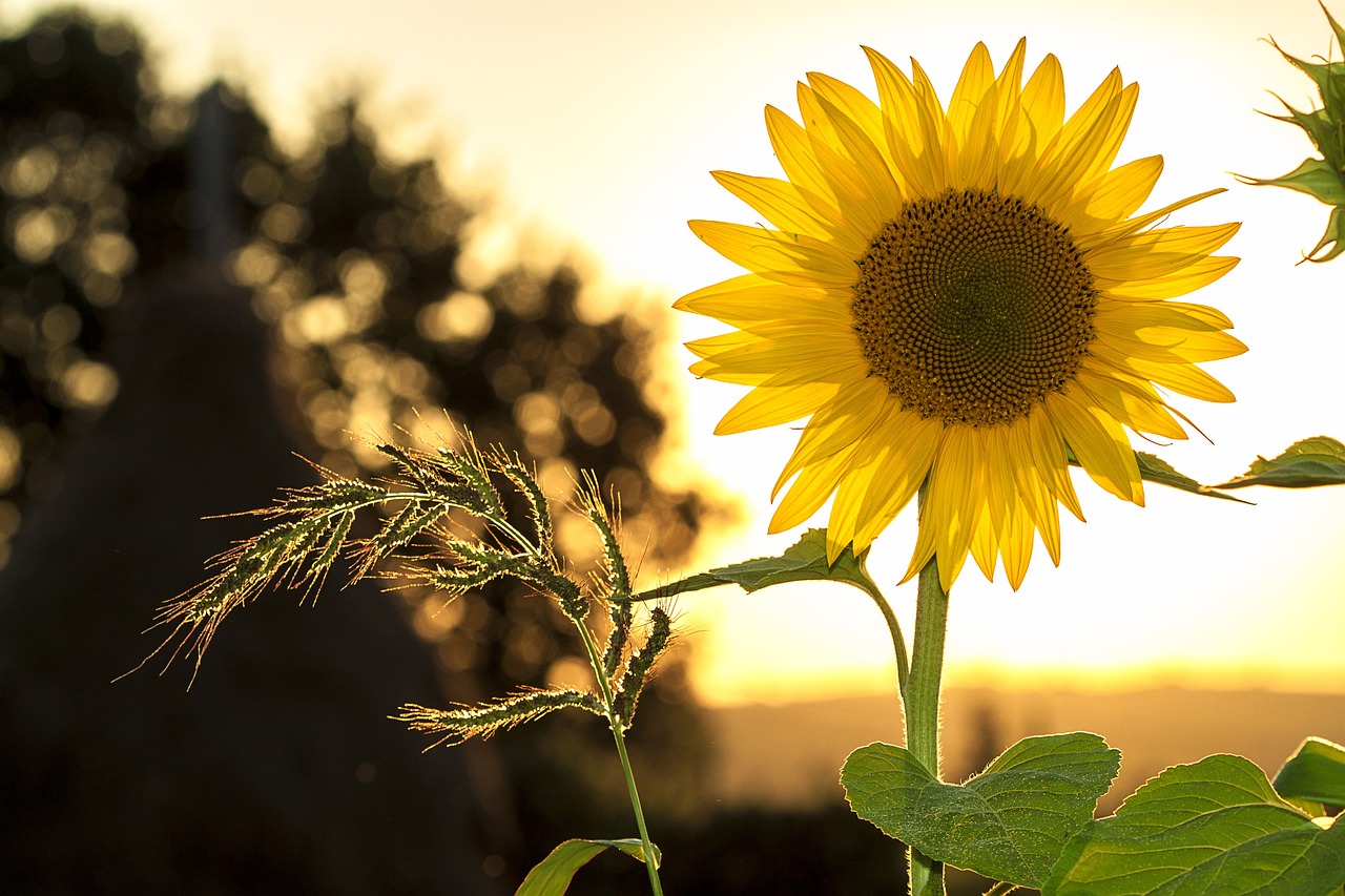Sonnenblumen Sprüche und Zitate zu Liebe und Lebensweisheiten
