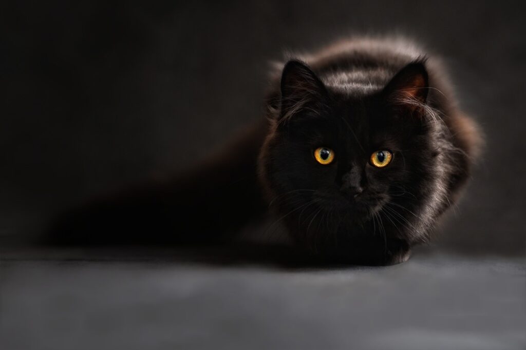 Katze schwarzes Fell Maine Coon grosse Augen Die schönsten Namen für schwarze Kater 20 Ideen selten und mysteriös